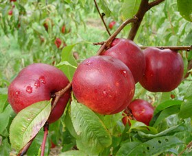 Rayner's Orchard - thumb 4