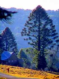 Bunya Mountains National Park - Attractions