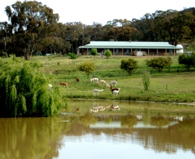 Clearview Alpacas - Accommodation NT