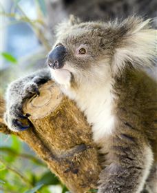 Maru Koala And Animal Park - thumb 1
