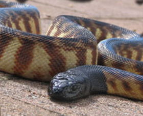 Canberra Reptile Zoo - thumb 1