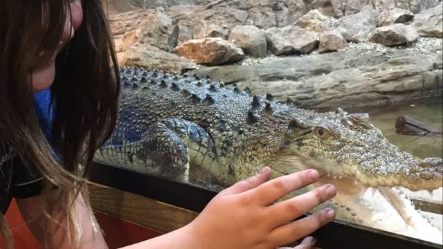 Canberra Reptile Zoo - thumb 3