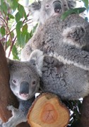 Cohunu Koala Park - thumb 1