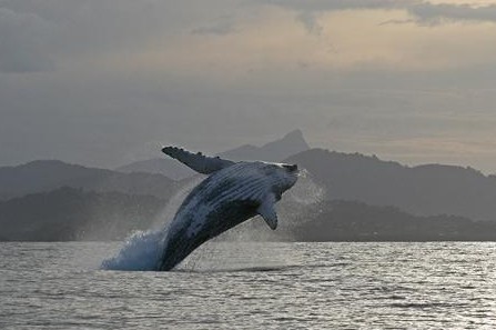 Byron Bay Whale Watching - thumb 1