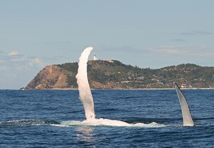Byron Bay Whale Watching - thumb 3