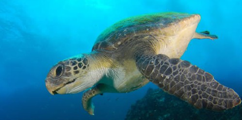 Byron Bay Dive Centre - Accommodation Bookings