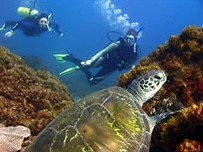 Byron Bay Dive Centre - Attractions 3