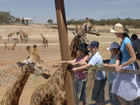 Monarto Open Range Zoo - South Australia Travel