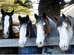 Victor Harbor Horse Drawn Tramway - Find Attractions