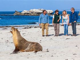 Seal Bay Conservation Park - thumb 0