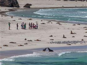 Seal Bay Conservation Park - thumb 2