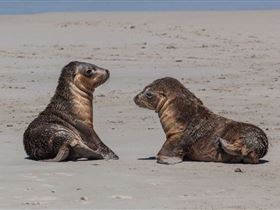 Seal Bay Conservation Park - thumb 1