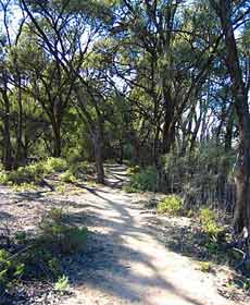 Junction Island Nature Reserve, Canoe Tree And Walking Track - thumb 2