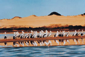 Coorong National Park - Accommodation Georgetown