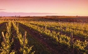Ralph Fowler Wines - Tourism Adelaide