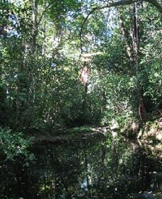 Wabunga Wayemba (Charmillan Creek Walking Track) - thumb 0