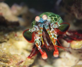 Reef HQ Aquarium - thumb 3