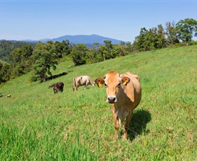 Mungalli Creek Biodynamic Dairy And Organic Cafe - thumb 3