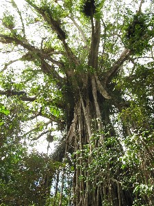 Cathedral Fig Tree - Accommodation Yamba