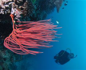 Eddy Reef Dive Site - Accommodation Yamba