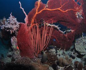 Eddy Reef Dive Site - thumb 2