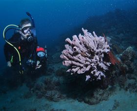 Eddy Reef Dive Site - thumb 1