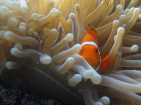 Beaver Reef Dive Site - Tourism Cairns