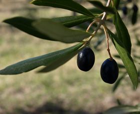 Red Rock Olives