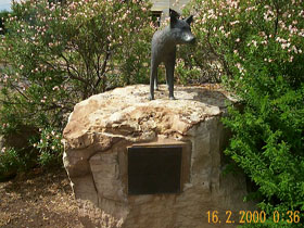Dingo Statue - Attractions