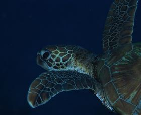 Keeper Reef Dive Site - thumb 3