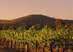 Taltarni Vineyards - New South Wales Tourism 