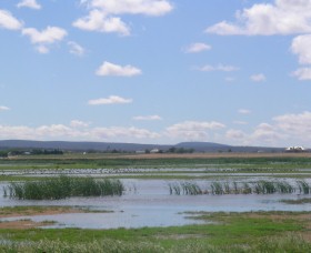 Fivebough Wetlands - Yamba Accommodation