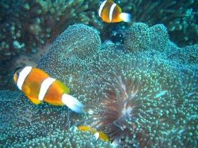 Davies Reef Dive Site - thumb 0