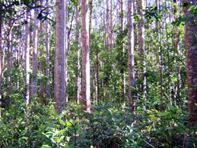 Cathu State Forest - Accommodation in Brisbane