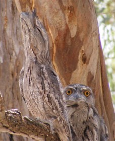 Bird Watching - Redcliffe Tourism