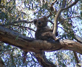 Koala Spotting Regeneration Reserve - thumb 1