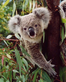 Koala Spotting Regeneration Reserve - thumb 0