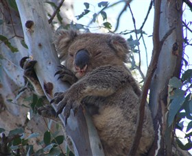 Koala Spotting Regeneration Reserve - thumb 2