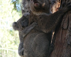 Koala Spotting Regeneration Reserve - thumb 3