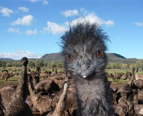 Emu Logic - thumb 1