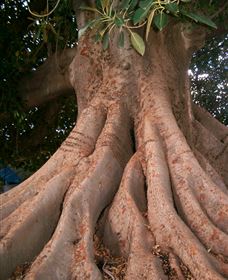 The Big Fig Tree - thumb 0