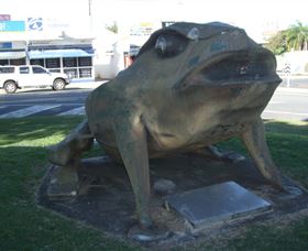 Big Cane Toad - Accommodation Airlie Beach