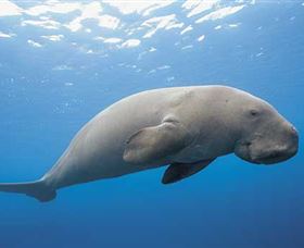 Dugong Sanctuary - Clairview - thumb 1