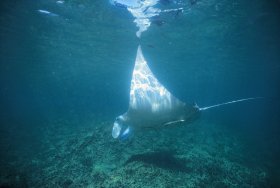 Manta Ray Bay Dive Site - Carnarvon Accommodation
