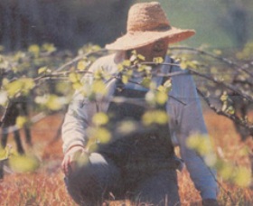 Canobolas Smith Winery - Tourism Canberra