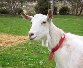 Dunkell Goats - Whitsundays Tourism
