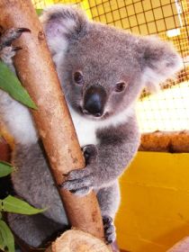 Cooberrie Park Wildlife Sanctuary - Accommodation Bookings
