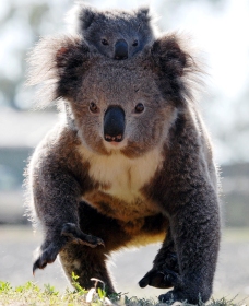 Koalas in Gunnedah - WA Accommodation