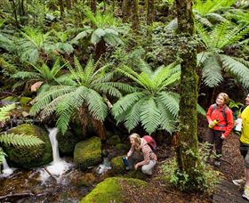 Baw Baw National Park - Find Attractions