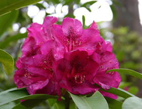 Campbell Rhododendron Gardens - Tourism Cairns